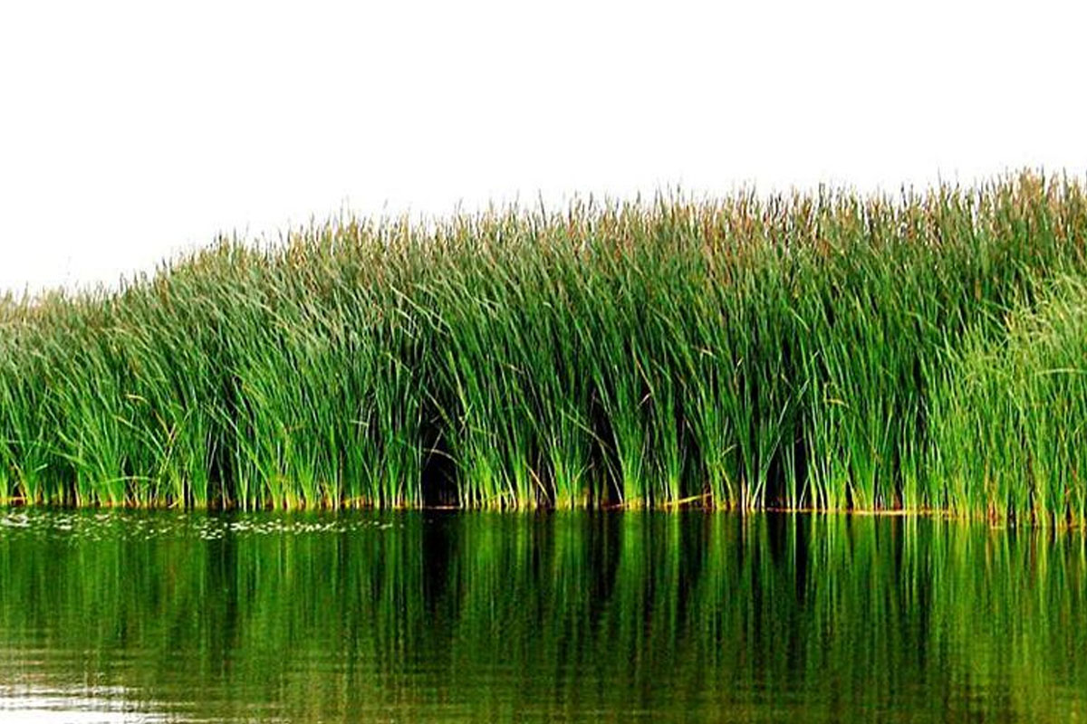 Los juncos salvajes